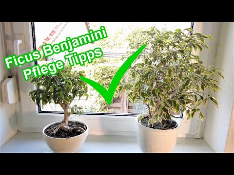 Video: Ficus Benjamin: Schnitt und Pflege