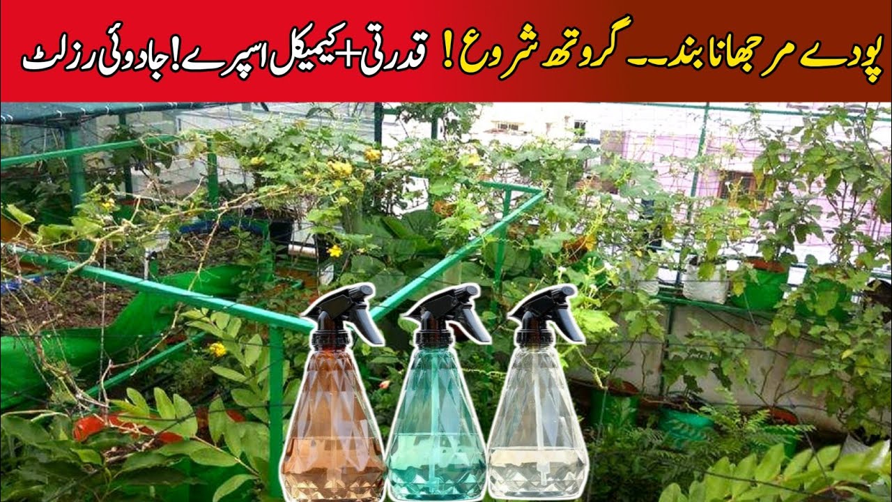 Organic funcicide & insecticide|Chemical insecticide|chemical fungicide