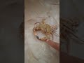 شوف الكابوريا بعد ما عضتني اول ما طلعتها عمرك شوفت كابوريا صاحيه Crab Bite Me In The Sea
