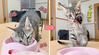 初めての離乳食を震えながら食べる子猫【保護猫】