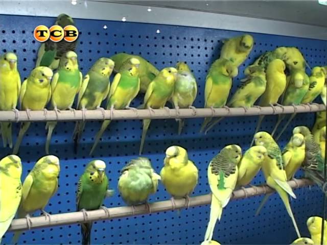 Как соблюдать психологические границы попугая?