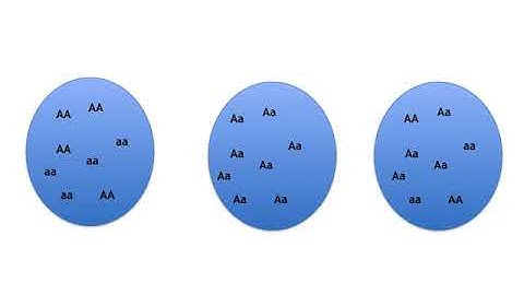 Ch  6 Pop Gen I video