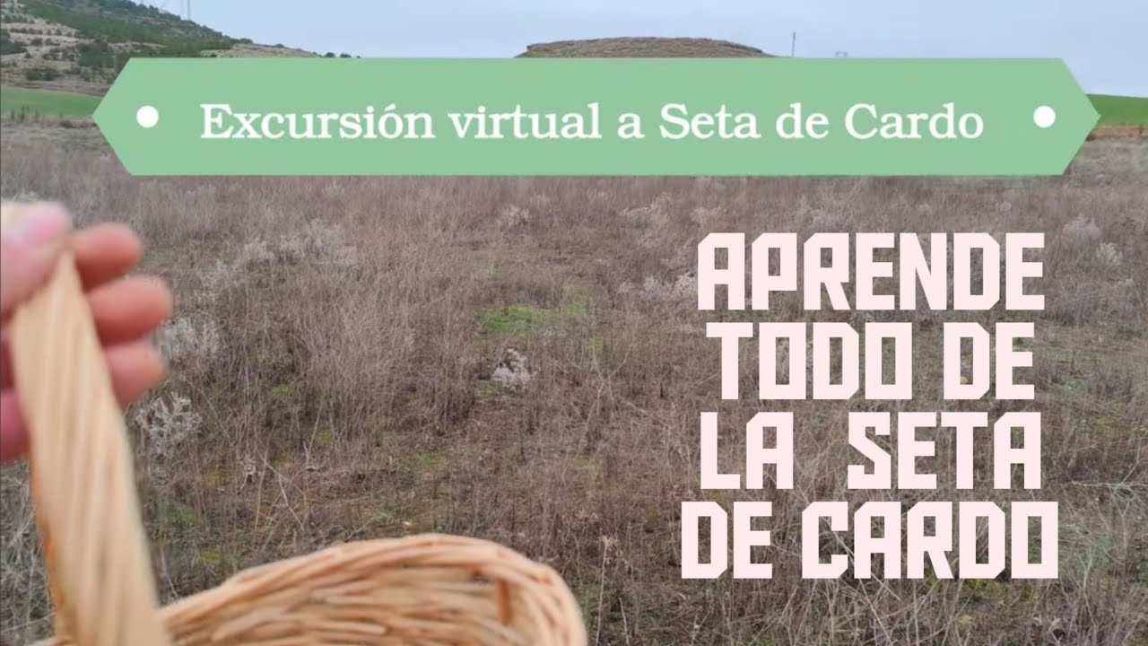 Excursión a seta de cardo: hábitat, confusiones, especies acompañantes... ¡Todos los secretos!
