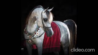 Download Lagu Al-Waha (The Oasis) - 3 الواحة - Libyan Arabic Bedouin Music MP3