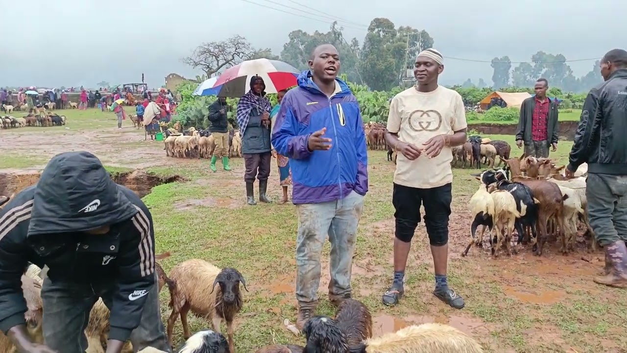 Animal business in Tanzania