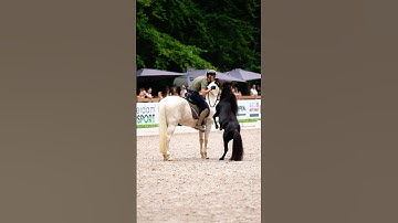Working with two horses at once, PROUD of my boys during todays show!🔥❤️