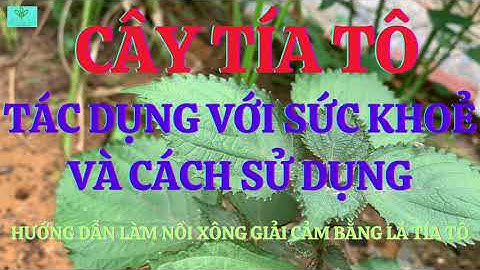 Cây Tía Tô: Tác Dụng Với Sức Khoẻ Và Cách Sử Dụng -  Cách Làm Nồi Xông Giải Cảm Bằng Lá Tía Tô