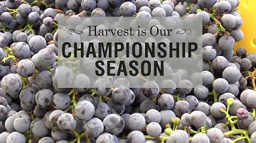 Napa Harvest 2017 - The Dirt on the Dirt with Matt Crafton of Chateau Montelena Winery