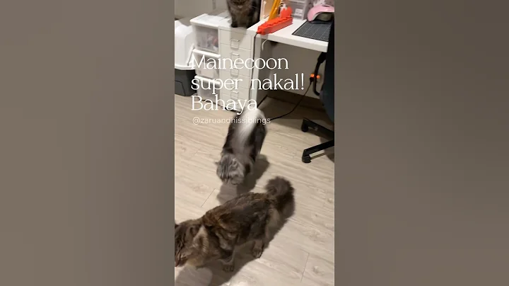 Watch the video about Kucing Mainecoon lagi nakal-nakalnya 🤣 #kucinnakal #mainecoon #mainecooncat