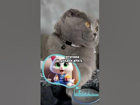 Что Должен Делать Мужчина по Дому? 😺🏠#кот #юмор #кошка # ...