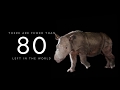 Want to help us save the sumatran rhino from extinction