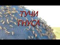 Столько гнуса, я не видел никогда!!! Его тучи....