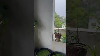 Terrace garden|rain fall| beautiful climate