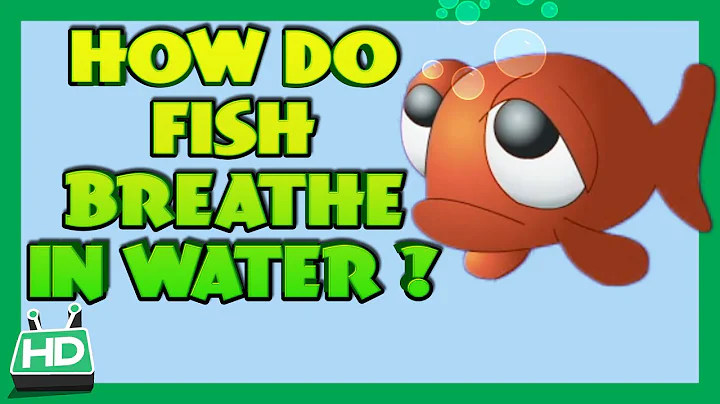 How Do Fish Breathe In Water? - DayDayNews