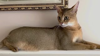 My cat takes a shower every morning by Paws Indoors 463 views 3 months ago 1 minute, 17 seconds