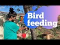 Bird Feeding