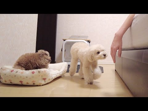 朝起こしに来た愛犬に手だけ出していたらこんな可愛い反応をされました