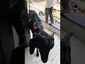 yah Mera Bakra hai aapka Bakra aaya ya FIR nahin comment karo