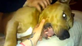 Masterdogs Am Staff Zany Lieve Ondeugende Boef D