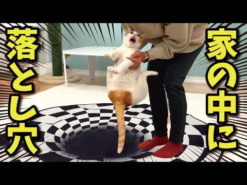 家の中に落とし穴があった時の猫たちの反応が面白すぎた笑【関西弁でしゃべる猫】【猫アテレコ】