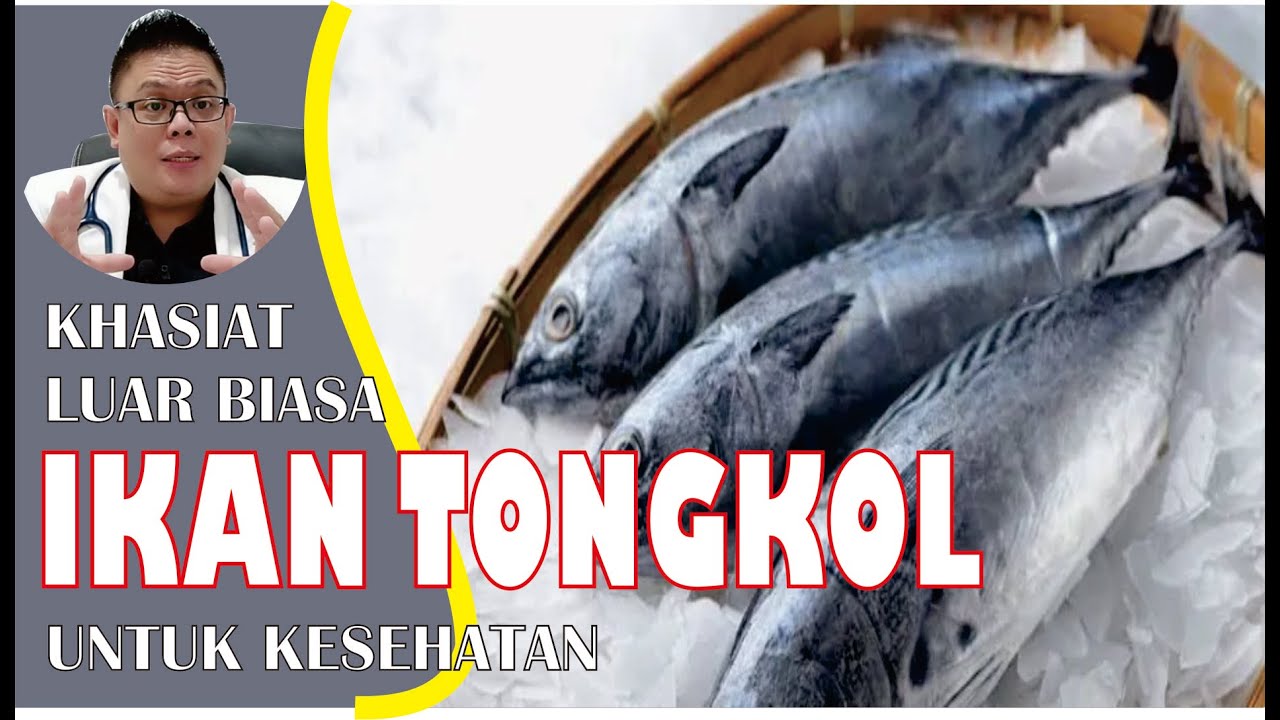 KHASIAT IKAN TONGKOL UNTUK KESEHATAN 