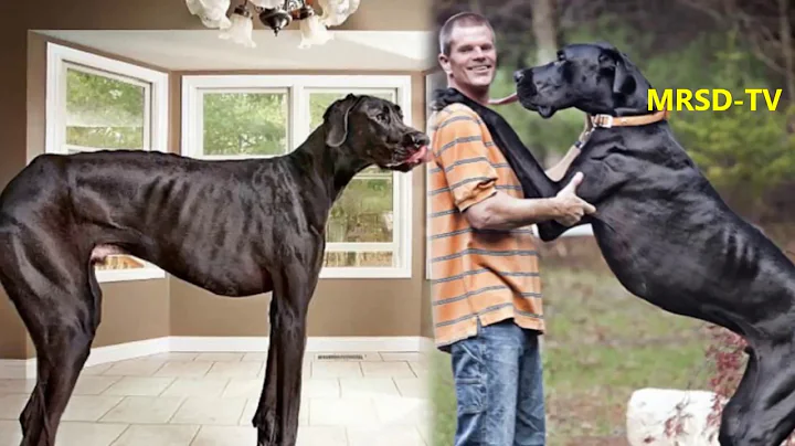 Top 20 Biggest Dog Breeds in the World Right Now Trends On The Internet Ever