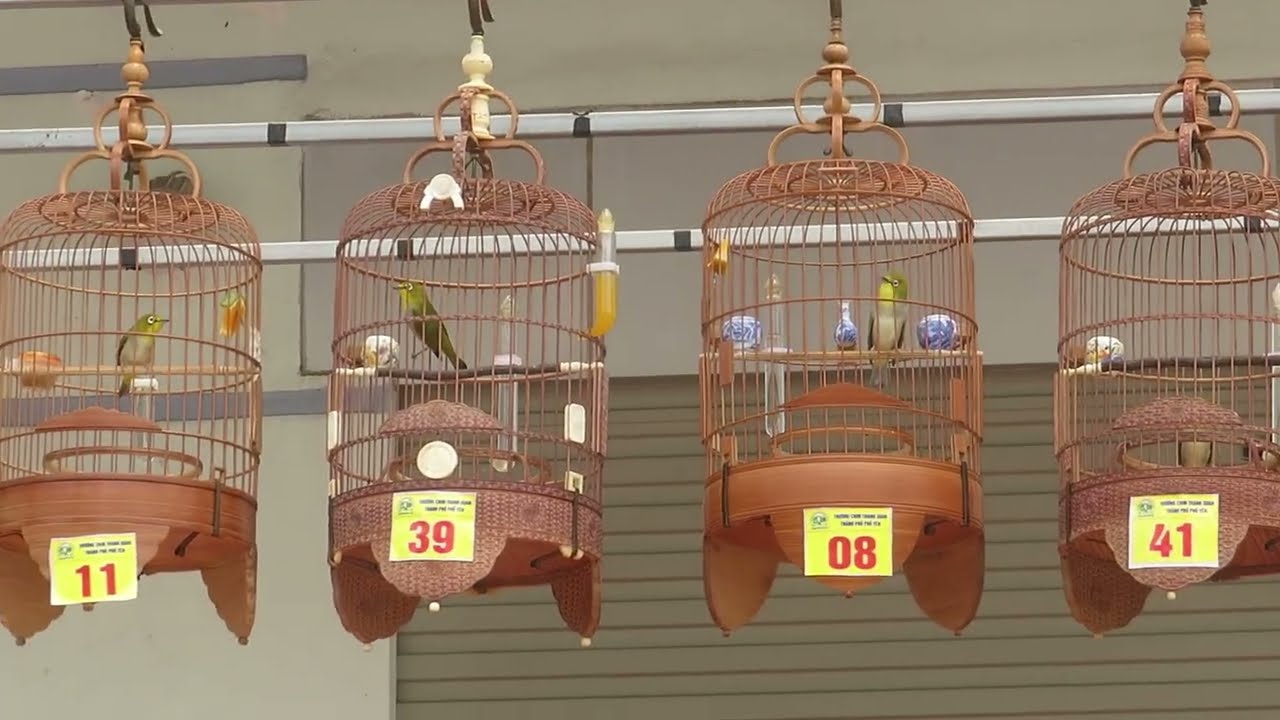 Chung kết cuộc thi tiếng hót chim Vành Khuyên