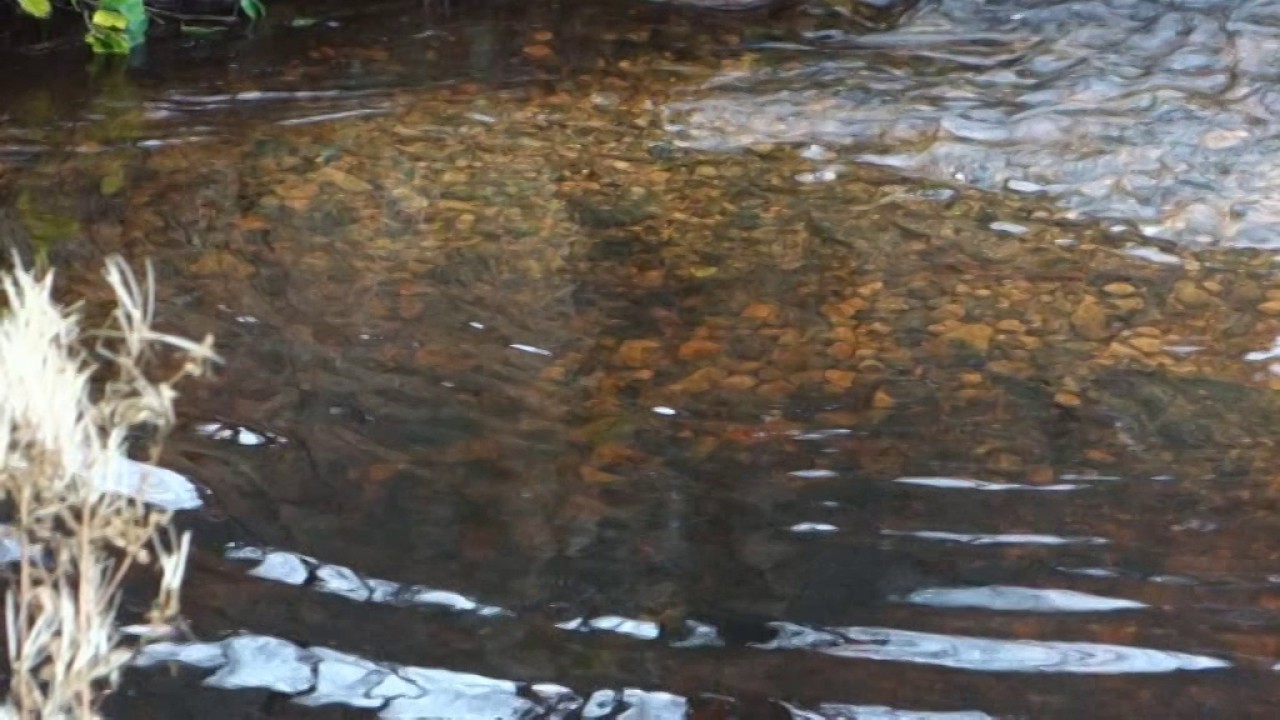 Spawning Salmon River Drowes December 2016 - YouTube