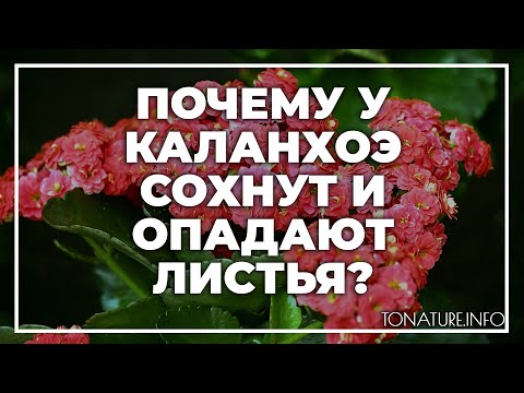 Почему у каланхоэ сохнут и опадают листья? | toNature.Info