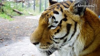 台風26号接近中　雨の円山動物園~Zoo in heavy rain