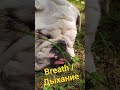 breath / дыхание #bulldog #englishbulldog #dog #бульдог #собака #beauty
