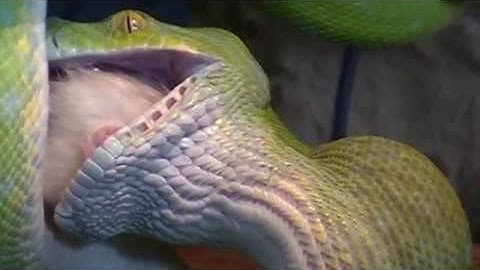 Green Tree Python feeding