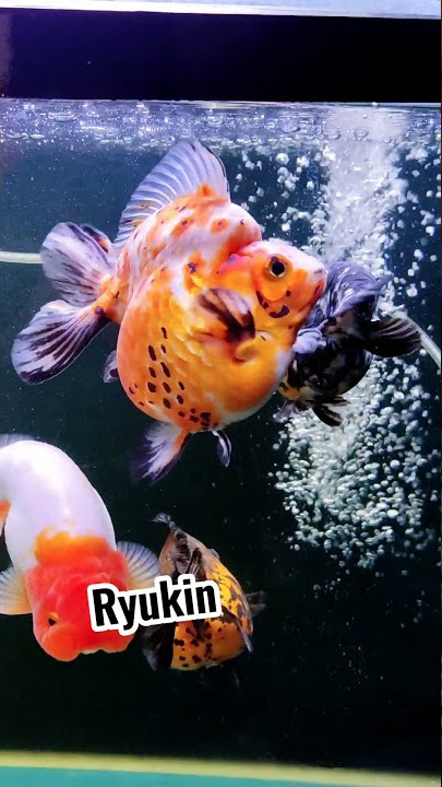 macam jenis ikan mas koki #ikanmaskoki #maskoki #ikanhias #aquarium #hobbyikan #goldfish