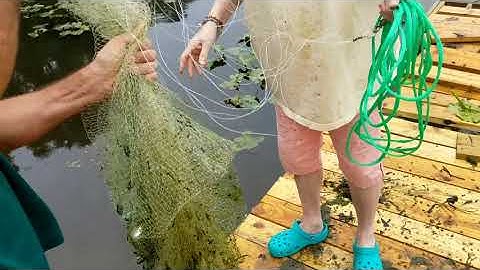 Betts Old Salt Premium Cast fishing Net for Bait Fish and review catching koi and bluegill