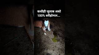 छोट्या करडांची, शेळ्यांची जुलाब 100% बरी.#shelipalan