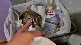 I found an owl in the trash! Trash-owl - who threw it away?!