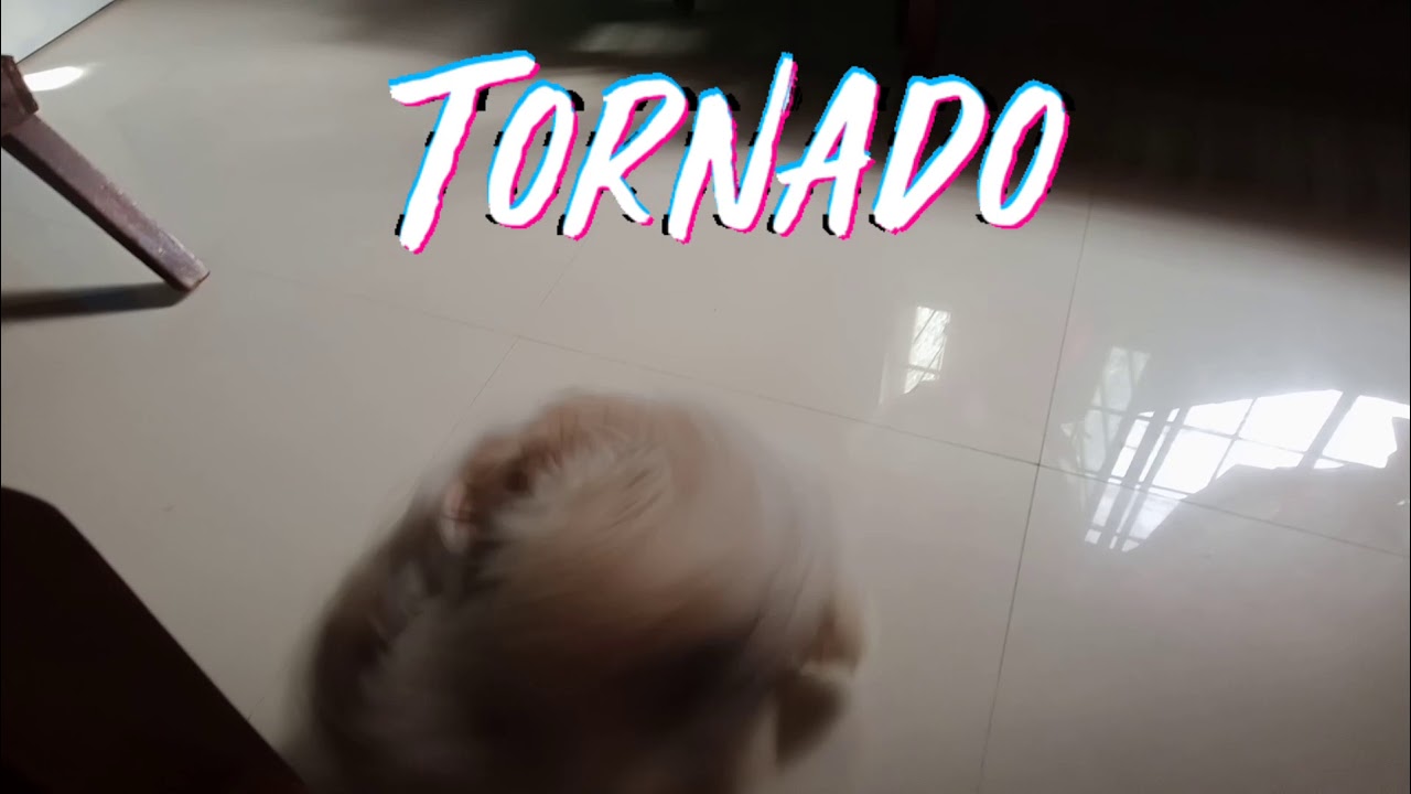 Tornado tricks Shihtzu