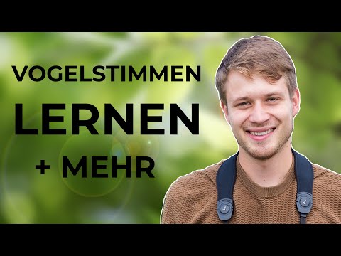 Wie lernt man Vogelstimmen? Du fragst, ich antworte