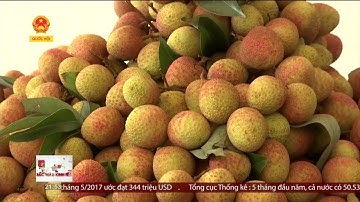 TVH - Bắc Giang đẩy mạnh tiêu thụ vải thiều năm 2017