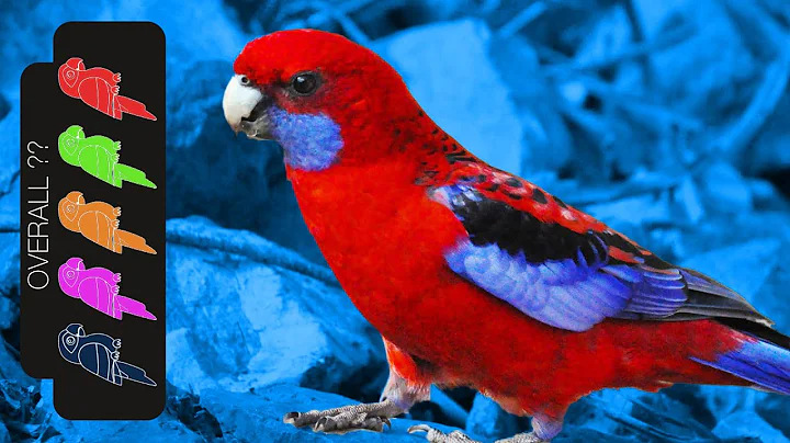 Crimson Rosella, The Best Pet Parrot?