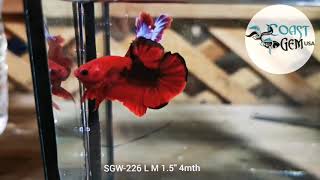Sgw-226 Hellboy Star Tail Plakat Male Betta