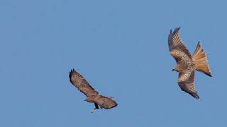 Aerial combat Common buzzard, Crow and Red kite in slow motion 4K