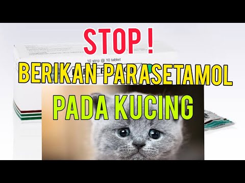 Video: Keracunan Acetominophen (Tylenol) Pada Kucing