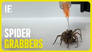 Dead Spiders Used as Efficient Micro-Grabbers by Interesting Engineering 4,287 views 7 days ago 1 minute, 45 seconds