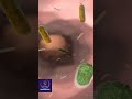 Bacteria inside the Colon (Large intestine) #shorts #colon