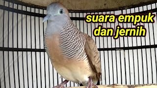 Suara perkutut lokal, alam dari Banten