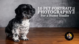 Pet Photography | Top 10 Tips &amp; Small Home Studio