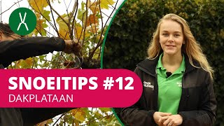 Hoe Snoei Je Een Dakplataan? Snoeitips