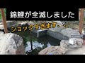 錦鯉飼育は難しい、、全滅はキツすぎます、、飼育環境改善します。　自宅池　アクアリウム　Amazing Koi　ปลาคราฟ　大型水槽　#錦鯉　diy ポンプ　塩ビ　配管