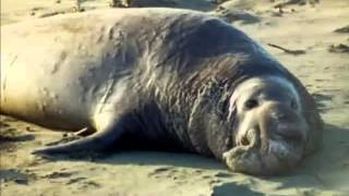 Elephant seal Fast Facts by Dog Planet 1,120 views 8 years ago 1 minute, 49 seconds